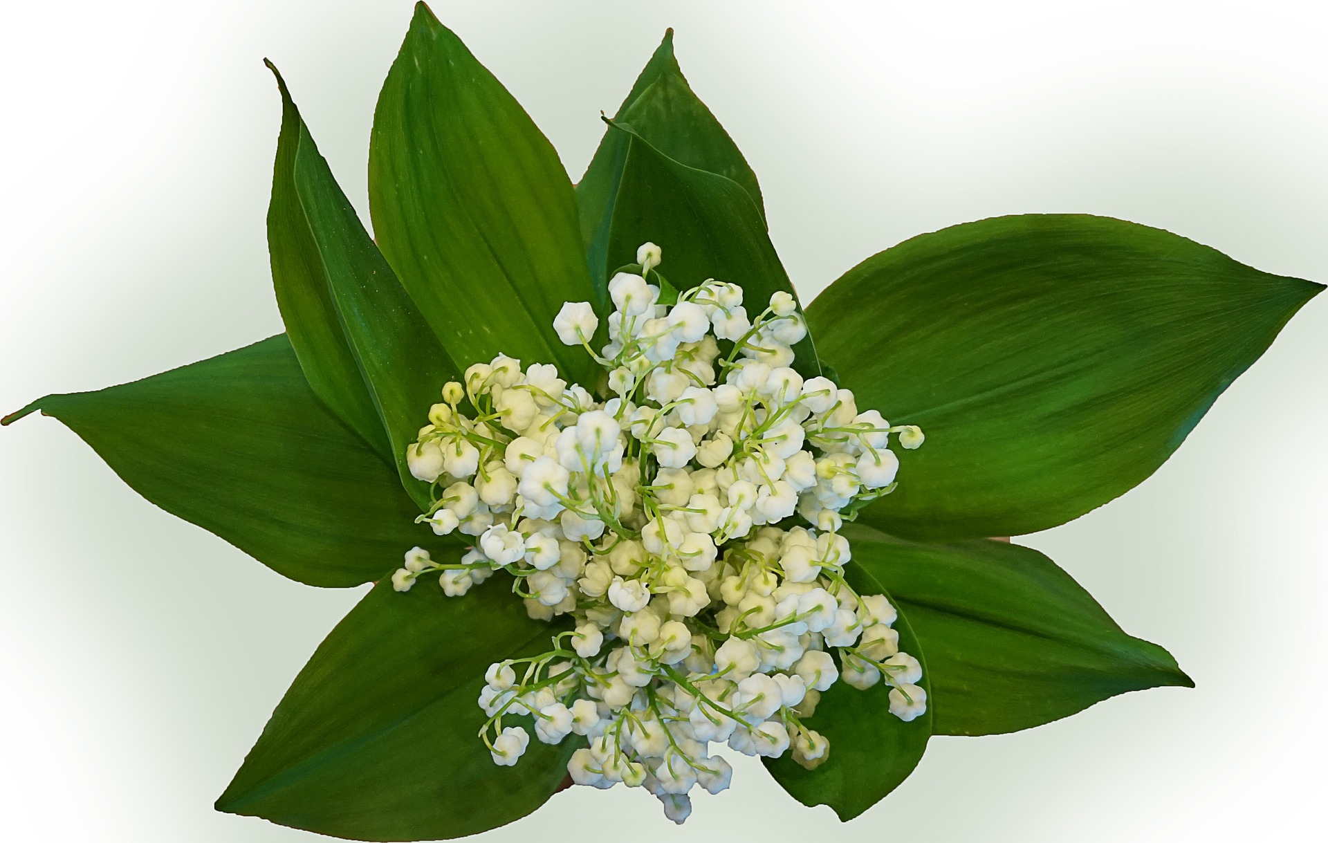 lily-of-the-valley-771108_1920
