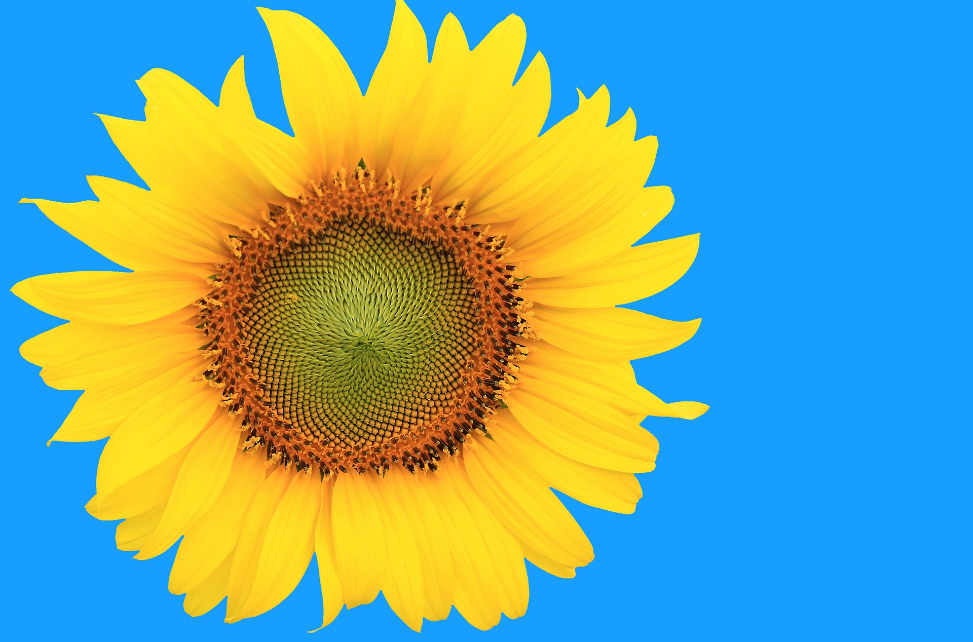 sunflower-804669_1920